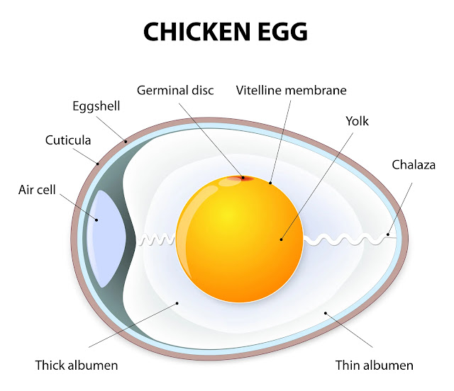 Composition of an egg