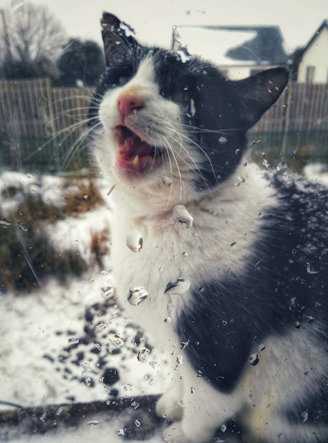 cold, snowy cat on a window sill