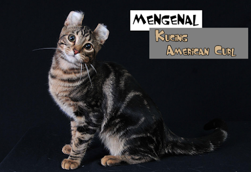 Kucing American Curl