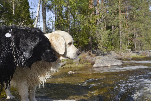 flat coated retirever golden retriever