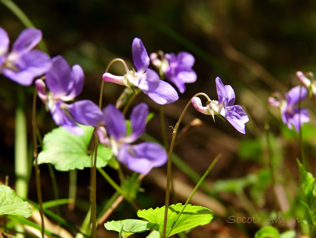 Viola grypoceras