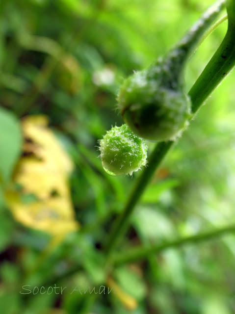 Physaliastrum echinatum