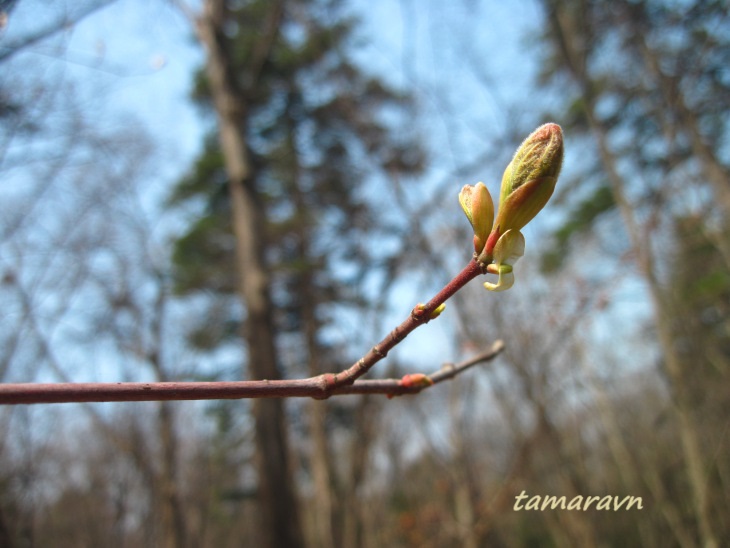 Клён бородатый / Клён бородчатонервный (Acer barbinerve)