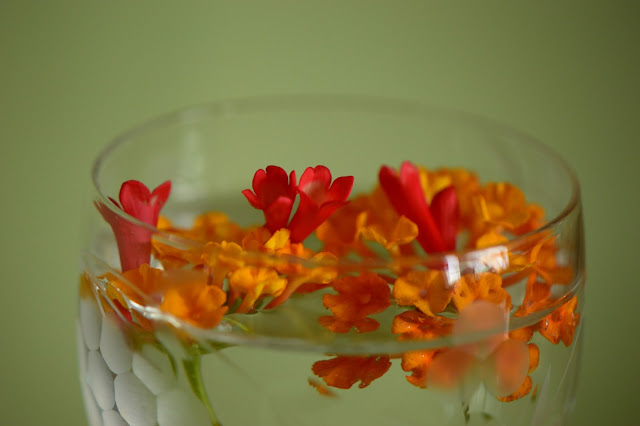 Monday vase meme, lantana, russelia, russelia equisetiformis, small sunny garden, amy myers photography, desert garden