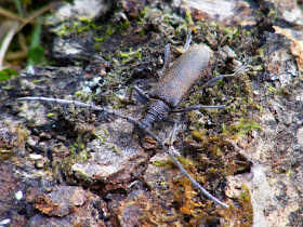 Lesser Capricorn beetle Cerambyx scopoli.  Indre et Loire, France. Photographed by Susan Walter. Tour the Loire Valley with a classic car and a private guide.