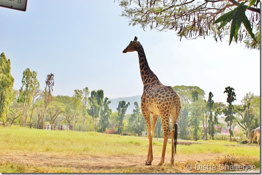 mysore zoo