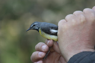 Male Grey Wagtail