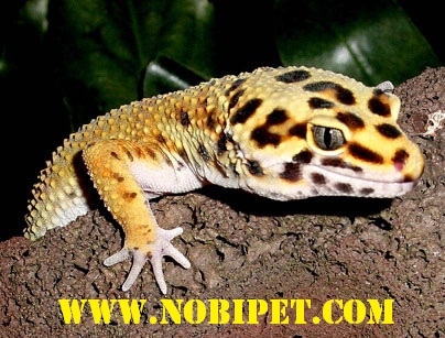 Ban-bo-sat-canh-reptiles-than-lan-da-bao-leopard-Gecko-gia-re-tai-da-nang