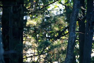 photo of "Tinkerbell" pine needles