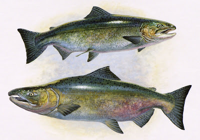 tule chinook salmon painting by wildlife artist Shari Erickson