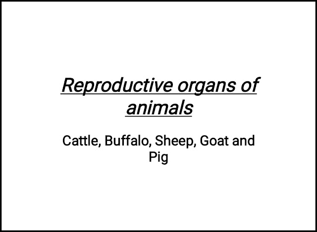 Free Download Full Pdf Of Reproductive Organs Of Animals