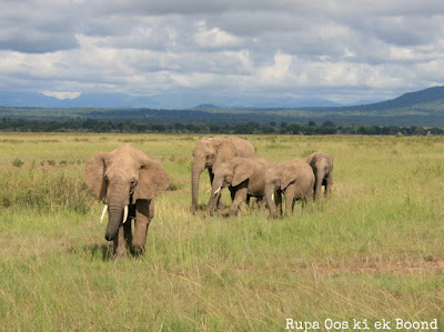 छद्दन्त हाथी की कहानी (Story of the elusive elephant)