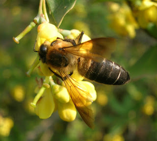 World's Largest Honey Bee