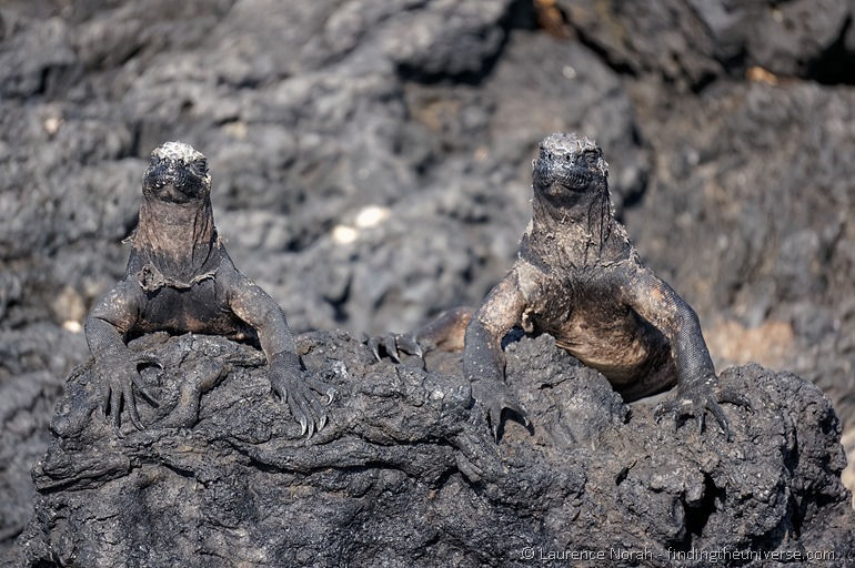 Sonnenbad für Meeresleguane, Galapagos