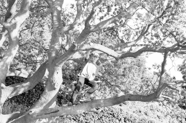 Climbing a tree harrow on the hill