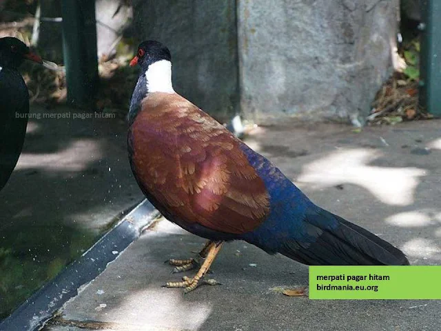 burung merpati pagar hitam