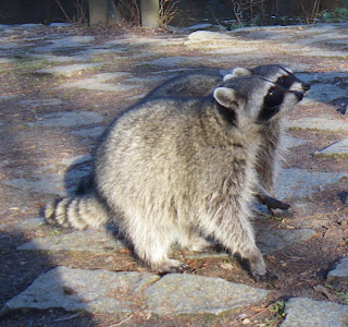 Raccoons looking for food in Stanley Park Vancouver