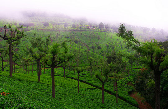 Tea estate of Coonoor