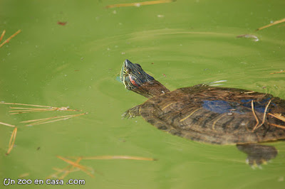 Tortuga de orejas rojas en semi-libertad