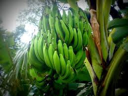 cara-menghambat_virus_dengan_buah_pisang