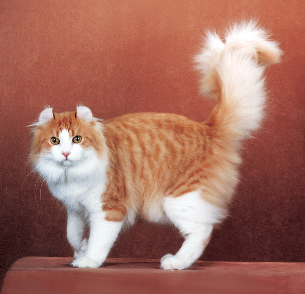 American Curl Cats Pets Cute And Docile