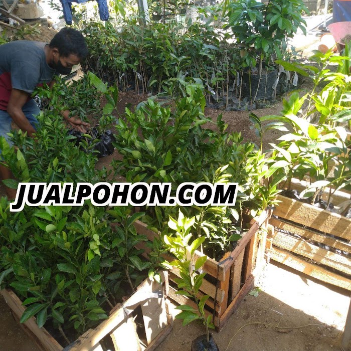 Proses paking bibit tanaman unggul jualpohon.com