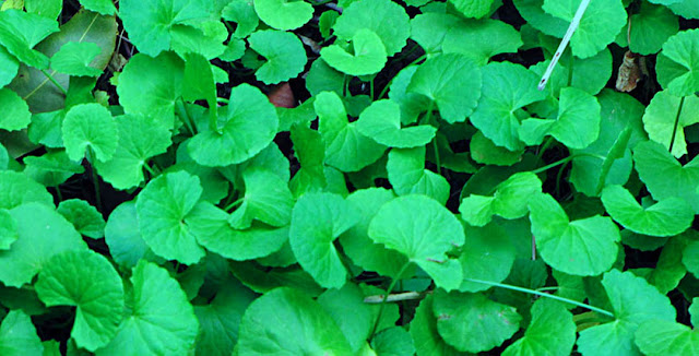 Ghodtapre  Gotu Kola - Medicinal Plants Of Nepal