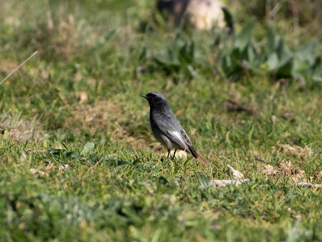 Black Redstart - Boquer Valley - Mallorca