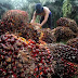 Harga Minyak Goreng Dunia Ikutan Mahal Setelah Jokowi Larang Ekspor Minyak Sawit