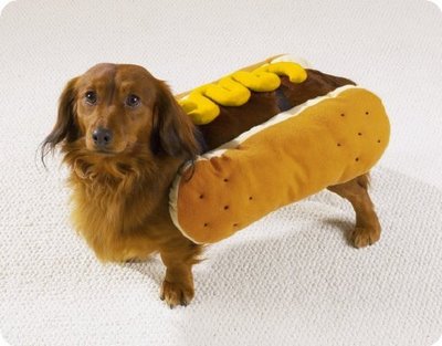 funny dog costumes. funny fun, could that dog