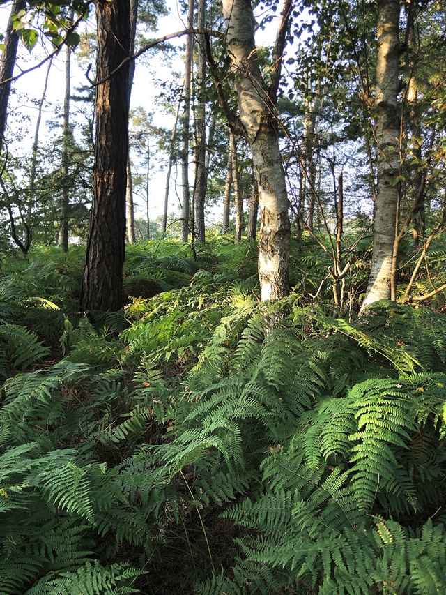 De Kalmthoutse heide