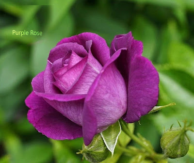Purple single Rose