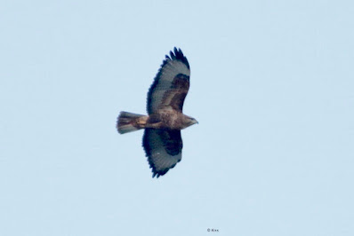 Common Buzzard