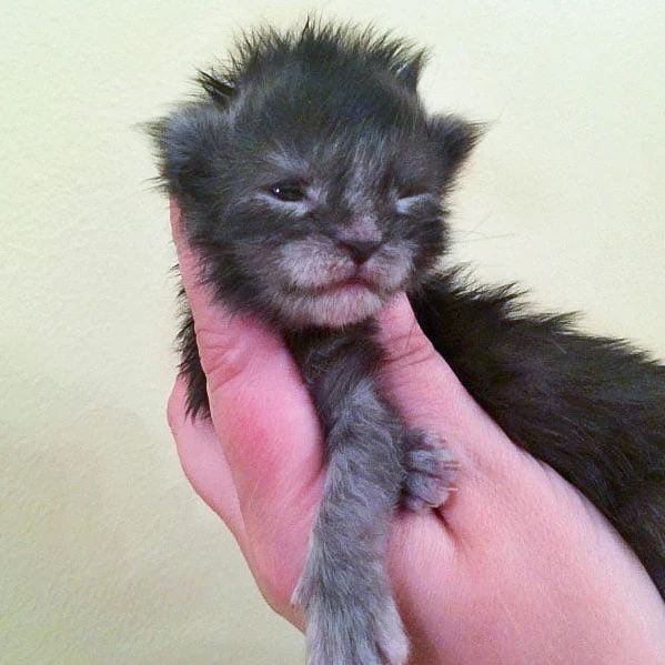 Lithuanian Maine Coon kitten