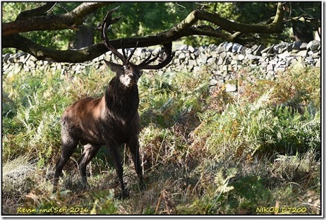 Bradgate Park - October