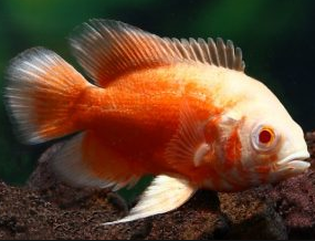 Ikan Oscar Albino Red