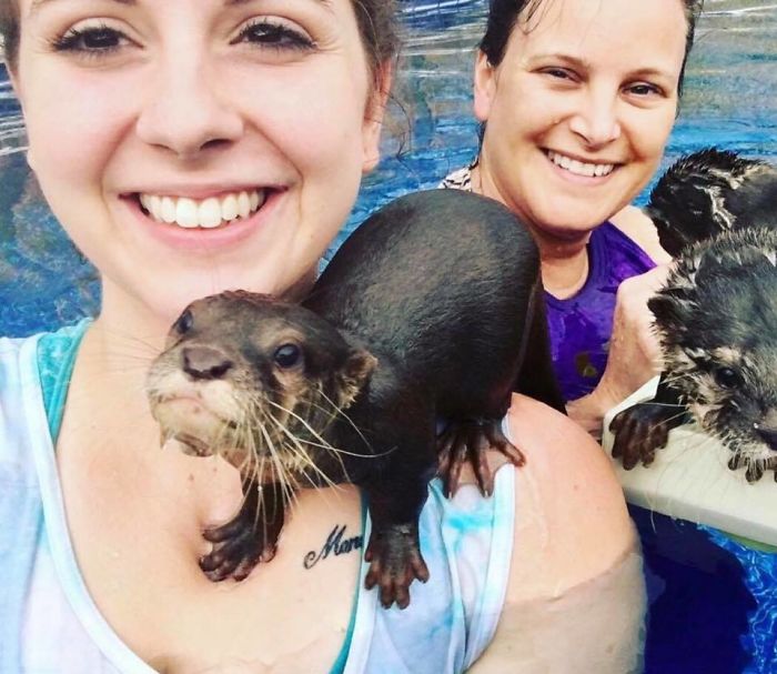 Animal Preserve Allows People To Swim With Adorable Tiny Otters