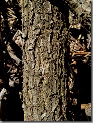 very old elderberry wood
