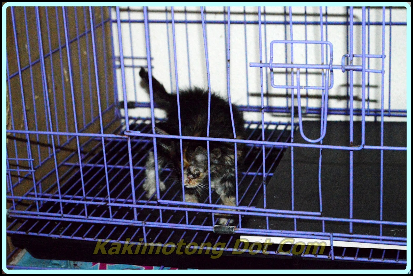 Al Kisah Si Motet, Vaksin Kucing, Ubat Cacing, Kucing Mata 