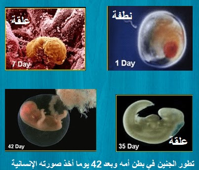 مراحل تطور الجنين النطفة العلقة المضغة