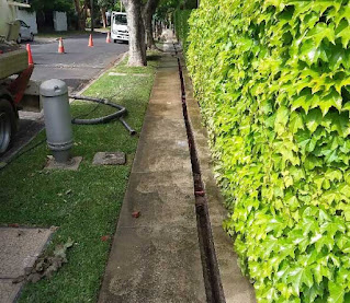 arborist services coolaroo