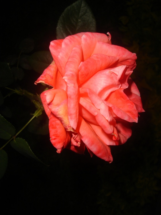 Rosa
