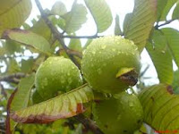 Goyave est un fruit tropical qui est comme la forme de poire, avec une chair croûte et rosé ou blanc vert et de petites graines . Certaines personnes disent Guava est mieux que l'orange parce que la goyave contient plus de vitamine C que les agrumes ( la croûte comestible contient beaucoup de lui ) et il contient des quantités appréciables de vitamine A ainsi . Ils sont également une bonne source de fer et de la pectine , une enzyme utilisée dans la confection de confitures ainsi que de favoriser la digestion .