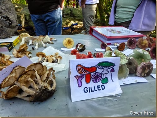 Mushroom festival_107