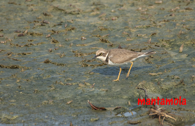 Little Ringed Plover (Charadrius dubius)