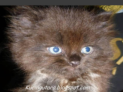 Kucing Utara Mata Biru Anak Kucing Sementara