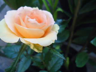 bunga anggrek,bunga puring, bunga ephorbia,bunga mawar merah,bunga mawar,mawar putih,mawar kuning,mawar hitam,