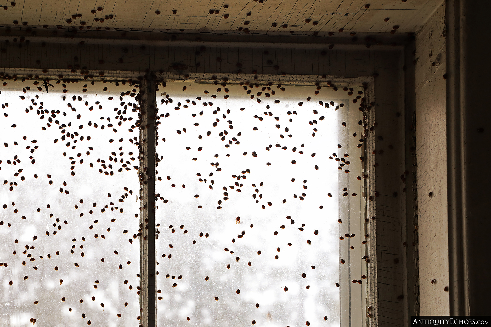 Walpack Valley Environmental Education Center - Ladybug Swarm