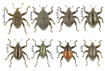 Examples of Trigonopterus weevils