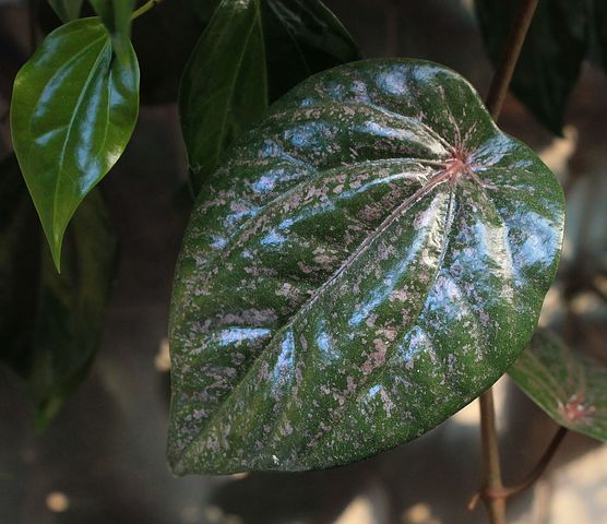 Hand Sanitizer dari Daun Sirih dan Kulit Rambutan